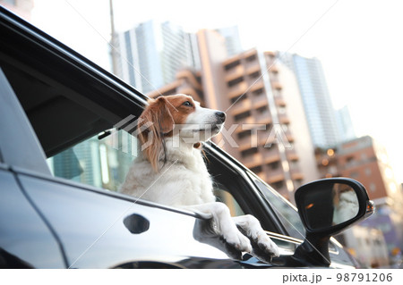 都会のビル群を背景に乗用車の窓から顔を出すコーイケルホンディエ 98791206