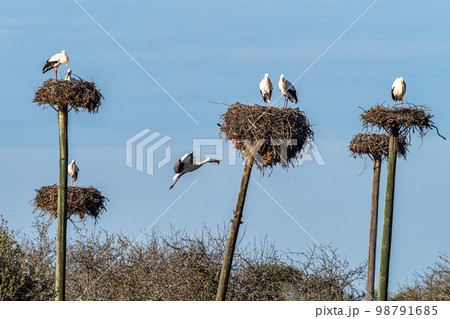 Storks colony in a protected area at Los Barruecos Natural Monument, Malpartida de Caceres, Extremadura, Spain. 98791685