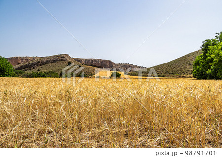 View of Hoces gorges del Rio Riaza Natural Reserve near Segovia in Spain 98791701