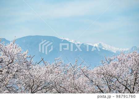 桜と雪の常念岳 桜と雪の常念岳 98791760