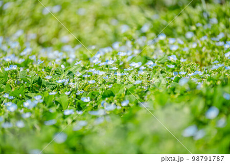 オオイヌノフグリの群生 98791787