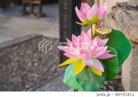 お墓に供えられた花 お墓に供えられた花 98791811