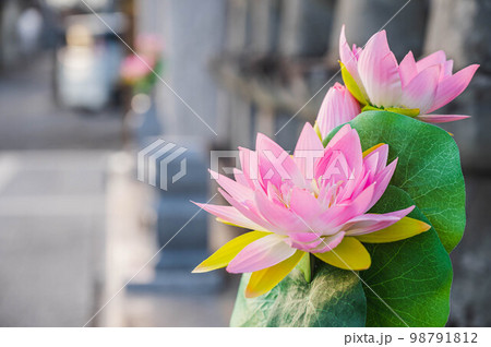 お墓に供えられた花 お墓に供えられた花 98791812