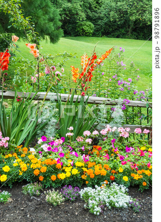 Beautiful decorative flowers blossoming in front of the green lawn Beautiful decorative flowers blossoming in front of the green lawn 98791896