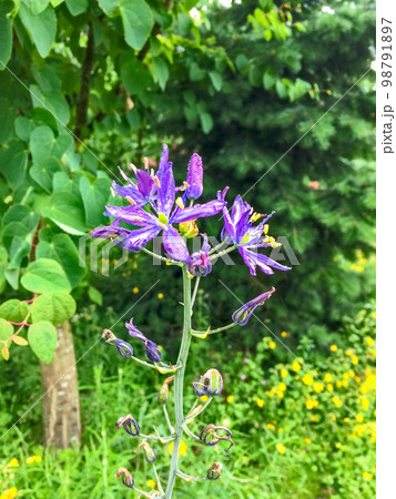 Decorative lily of the field. Blossoming lilac blossomin flower Decorative lily of the field. Blossoming lilac blossomin flower 98791897