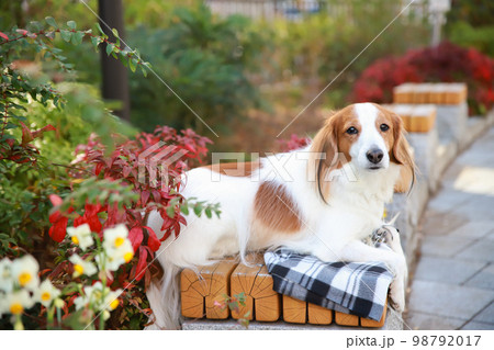 花の横でベンチの上に座るコーイケルホンディエ 98792017