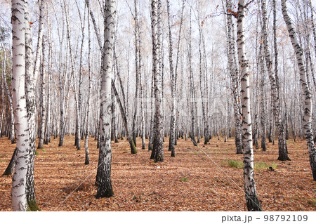 Birch forest 98792109