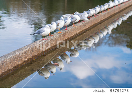 冬の天王川公園、羽を休めるユリカモメ〈愛知県津島市〉 冬の天王川公園、羽を休めるユリカモメ〈愛知県津島市〉 98792278
