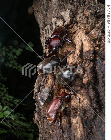 樹液に集まるカブトムシ 98792754