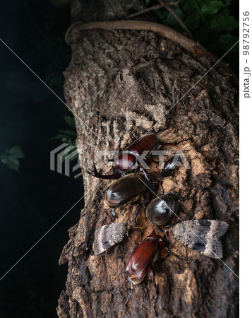 樹液に集まるカブトムシ 98792756