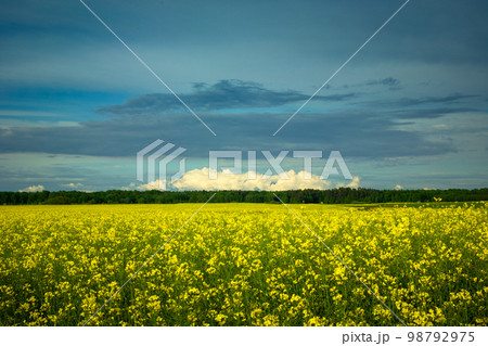 Clouds over yellow rapeseed field, Czulczyce, Poland Clouds over yellow rapeseed field, Czulczyce, Poland 98792975