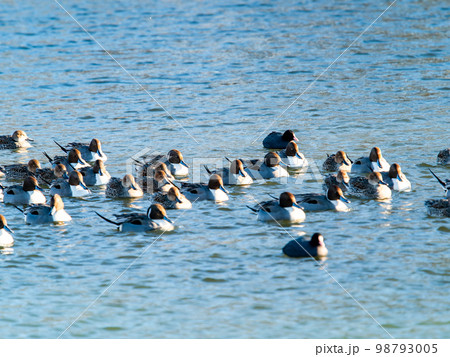 冬の越辺川の野鳥のいる景色　カモとオオバンの群れ 98793005