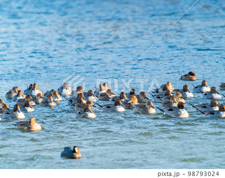 冬の越辺川の野鳥のいる景色 カモとオオバンの群れ 冬の越辺川の野鳥のいる景色 カモとオオバンの群れ 98793024