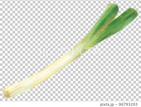 Japanese leek  98793203