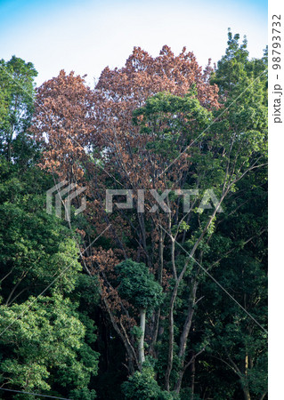 コナラのナラ枯れ 98793732