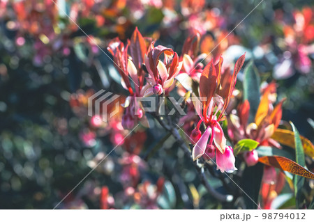 Beautiful Hybrid Fuchsia flowers in Violet Hill Beautiful Hybrid Fuchsia flowers in Violet Hill 98794012