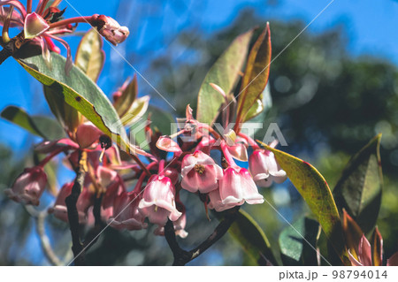 Beautiful Hybrid Fuchsia flowers in Violet Hill 98794014
