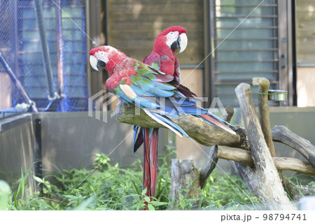 多摩動物公園で撮影したコンゴウインコ。 98794741
