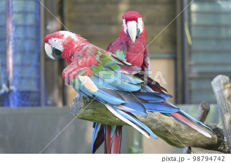 多摩動物公園で撮影したコンゴウインコ。 多摩動物公園で撮影したコンゴウインコ。 98794742