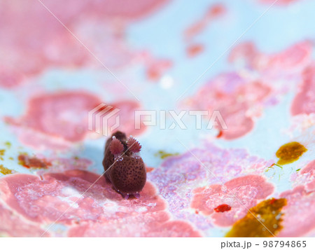 ハラックサウミウシ 98794865