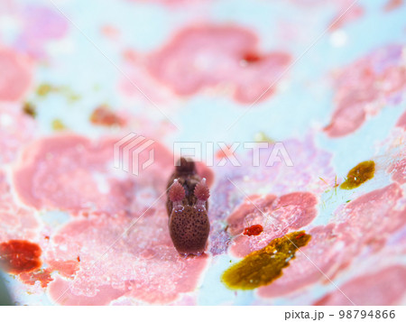 ハラックサウミウシ 98794866