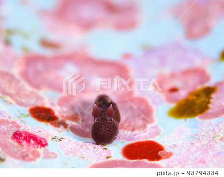 ハラックサウミウシ 98794884