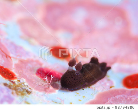 ハラックサウミウシ 98794886