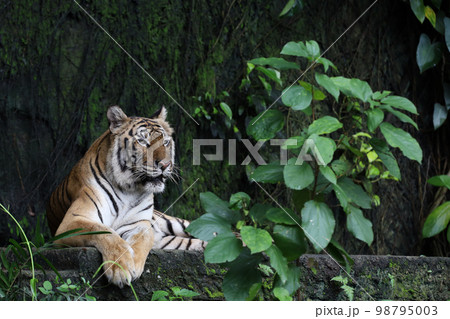 Close up Indochinese tiger is beautiful animal and dangerous in forest Close up Indochinese tiger is beautiful animal and dangerous in forest 98795003