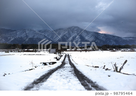 冬の田んぼ道 冬の田んぼ道 98795464