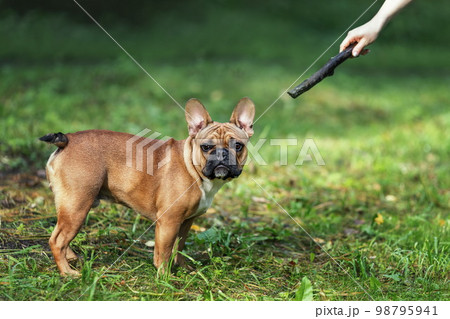 Funny french bulldog does not want to play with owner 98795941