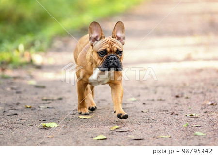 Cute french bulldog breed dog running on the path at nature in summer 98795942