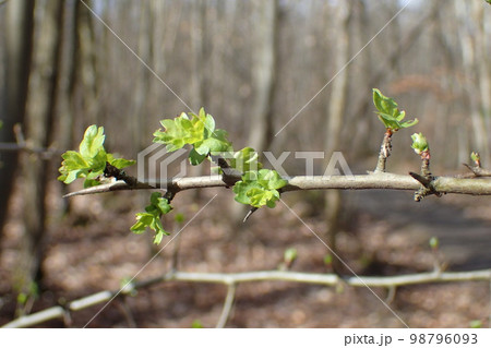 Forest of Meudon in spring Forest of Meudon in spring 98796093