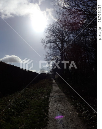 Forest of Meudon Forest of Meudon 98796132