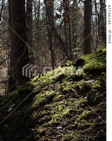 Forest of Meudon Forest of Meudon 98796139