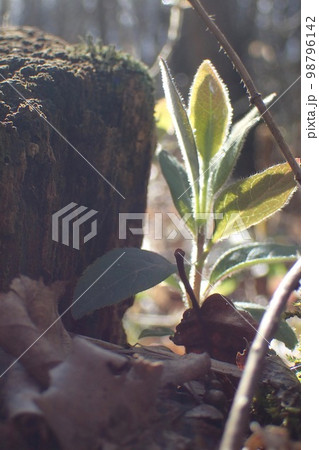 Forest of Meudon Forest of Meudon 98796142