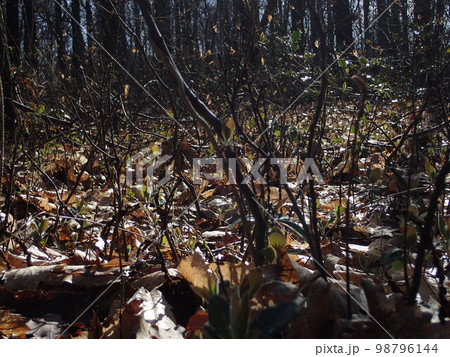 Forest of Meudon Forest of Meudon 98796144