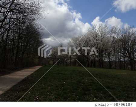 Forest of Meudon Forest of Meudon 98796187