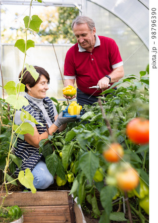 Husband and wife harvesting yellow bell peppers together in greenhouse 98796390