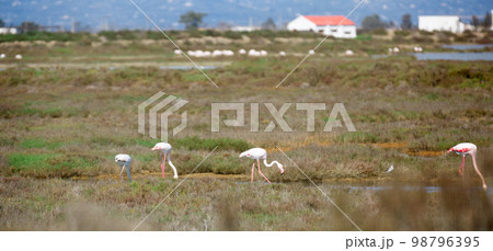 flamingo birds walk on the dam of the river flamingo birds walk on the dam of the river 98796395