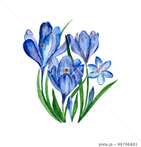 bouquet of blue crocus primrose painted inのイラスト素材