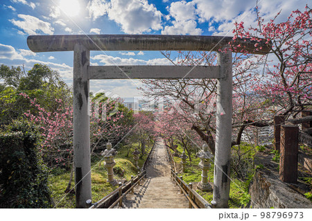 沖縄県　名護城公園のカンヒザクラ（琉球寒緋桜）と鳥居 98796973