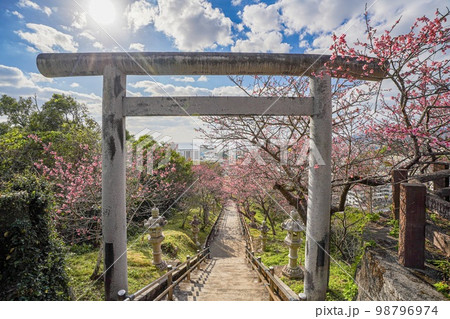 沖縄県 名護城公園のカンヒザクラ(琉球寒緋桜)と鳥居 沖縄県 名護城公園のカンヒザクラ(琉球寒緋桜)と鳥居 98796974