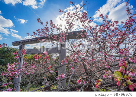 沖縄県のカンヒザクラ（寒緋桜） 98796976