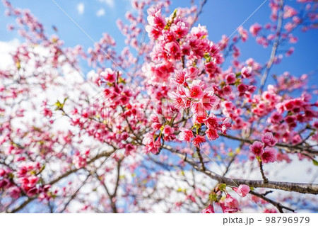 沖縄県のカンヒザクラ（寒緋桜） 98796979