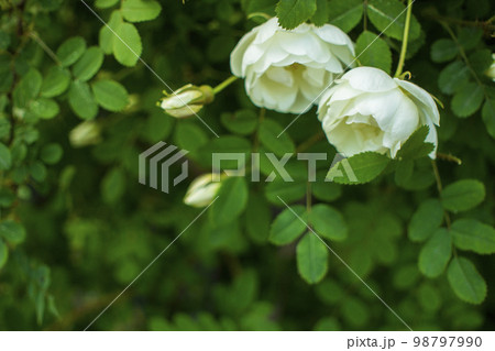 white roseship flower on a dark green background. Copy space 98797990