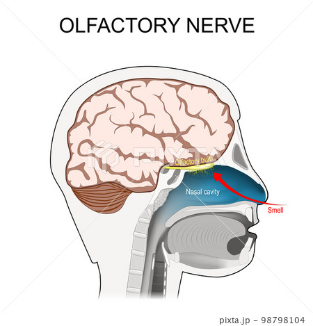 olfactory nerve. location of the first cranial nerve. olfactory nerve. location of the first cranial nerve. 98798104