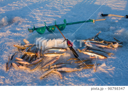 smelt fishing 98798347