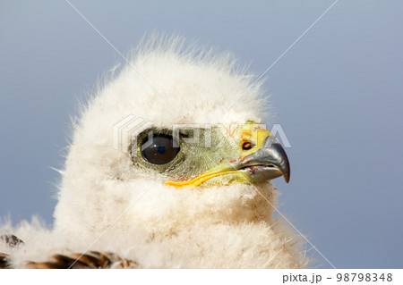 Portrait of young predator. Rough-legged Buzzard at age of one and half - two weeks 98798348