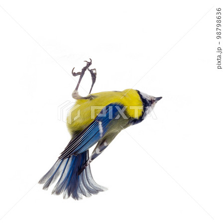 Cyanistes caeruleus Cyanistes caeruleus 98798636