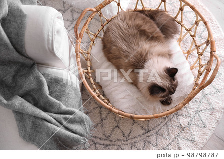 Cute Balinese cat in basket at home, above view. Fluffy pet 98798787